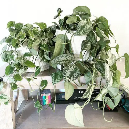 Beautiful Scindapsus Varieties indoor garden