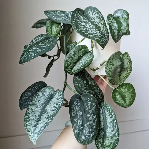 Beautiful Scindapsus Varieties indoor