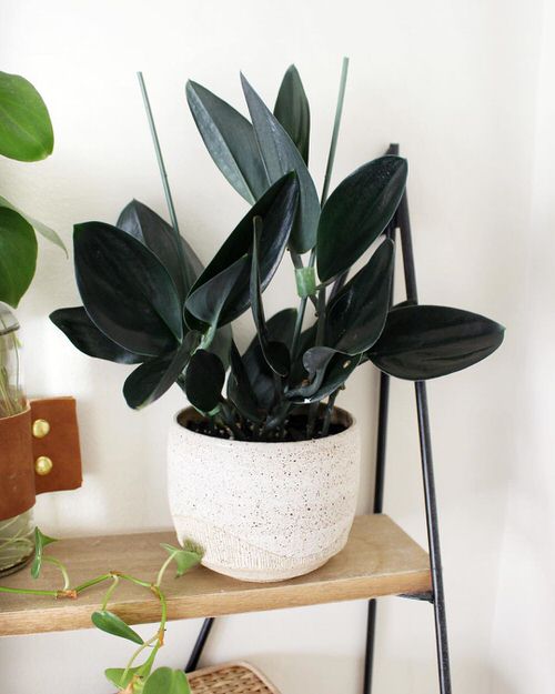Black Flowers and Plants Your Garden