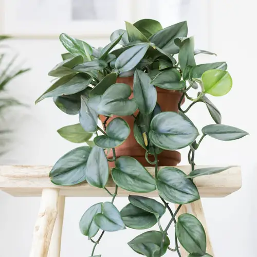 Amazing Scindapsus Varieties 