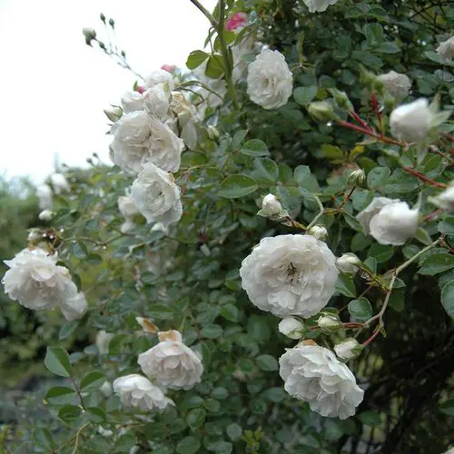 Roses that Bloom in Shade 9