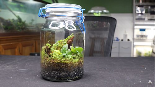 Unbelievable Sealed Bottled Gardens Ideas 20
