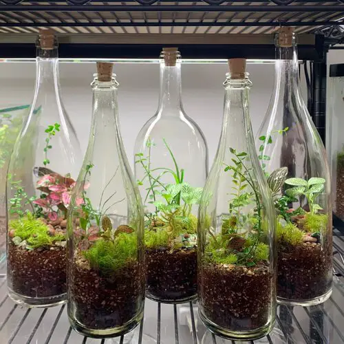  DIY Closed Terrariums 15