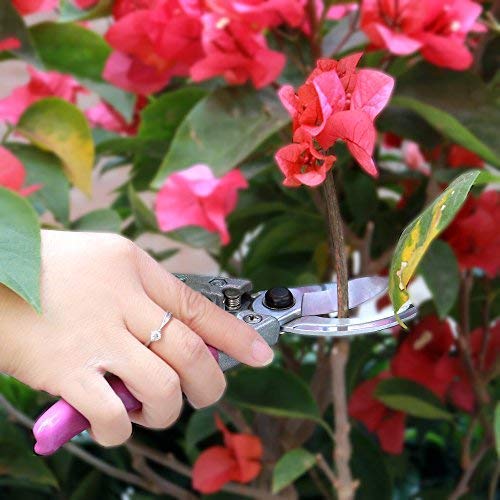  Tips Will Keep Your Plants Blooming 4