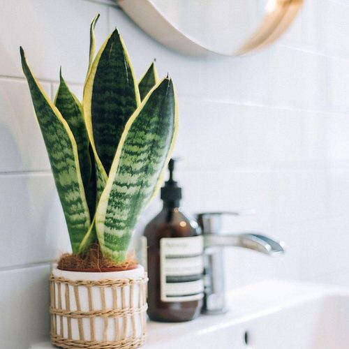 Houseplants in a washroom 4