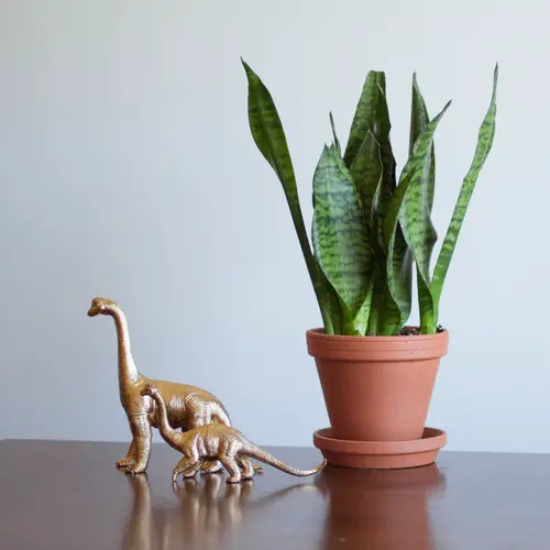 Houseplants That Remove Carbon Monoxide