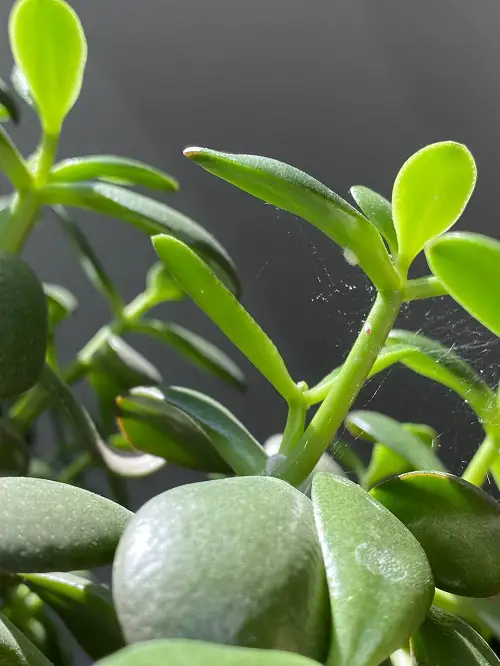 jade plants on spider mites