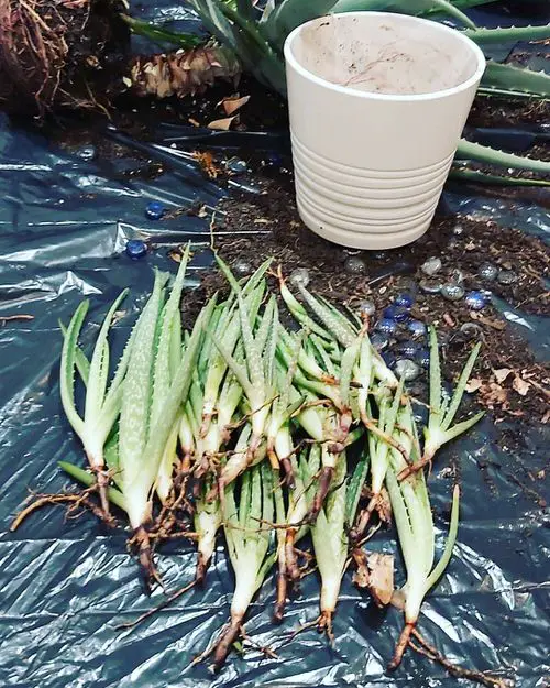 Propagating Aloe Vera from Pups