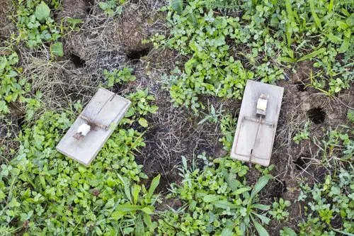 How to Get Rid of Rats in Home 3