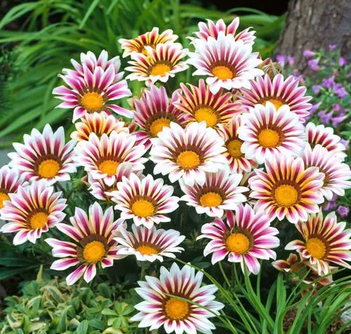Best Types of Colorful Flowers  16