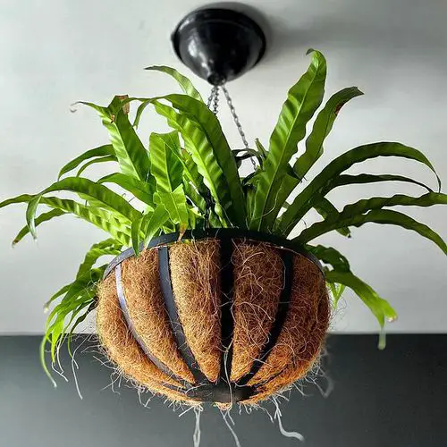 Indoor Fern Display Pictures 20