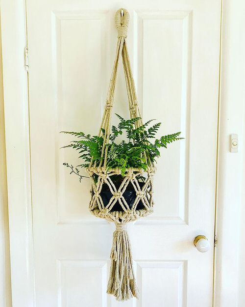 Indoor Fern Display Pictures 22