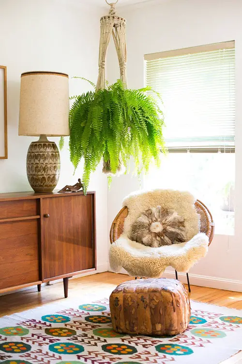 Beautiful Indoor Fern Display Pictures for Every Home 23