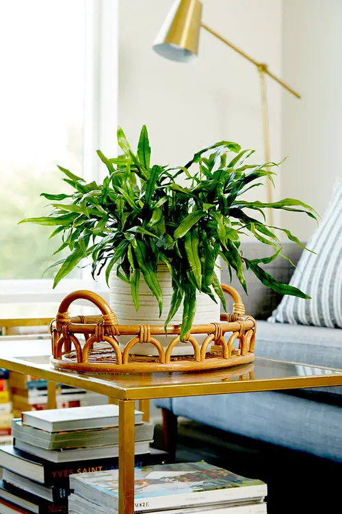 Indoor Fern Display Pictures 24