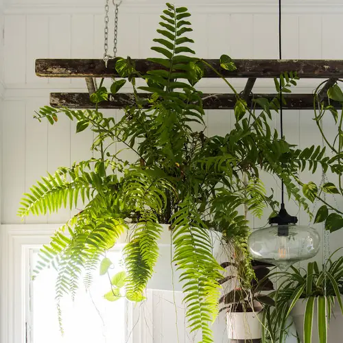 Beautiful Indoor Fern Display Pictures for Every Home 25