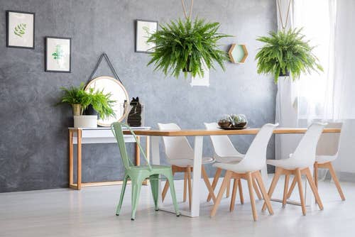 Beautiful Indoor Fern Display Pictures for Every Home 27