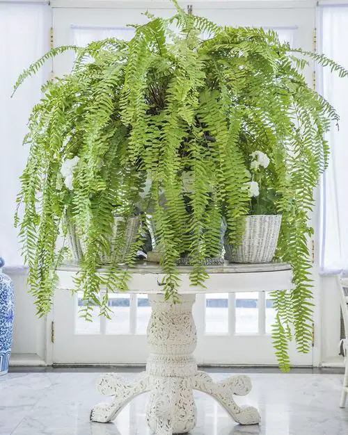 Beautiful Indoor Fern Display Pictures for Every Home 18