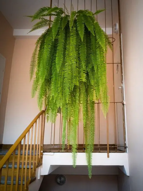 Indoor Fern Display Pictures 28