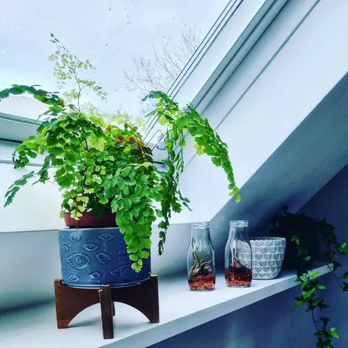 Beautiful Indoor Fern Display Pictures for Every Home 4