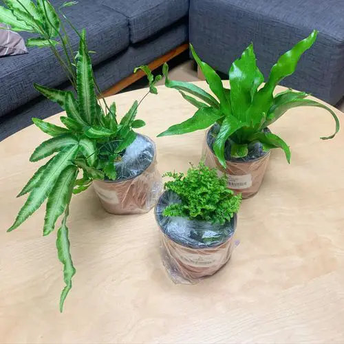 Indoor Fern Display Pictures 5