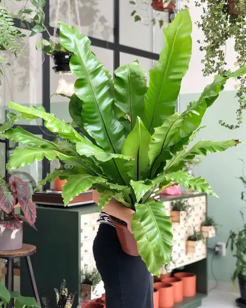 Indoor Fern Display Pictures 1