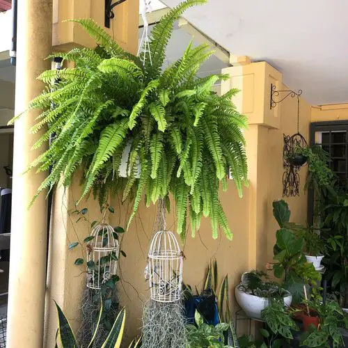 Beautiful Indoor Fern Display Pictures for Every Home 2