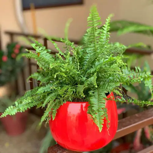 Indoor Fern Display Pictures 3