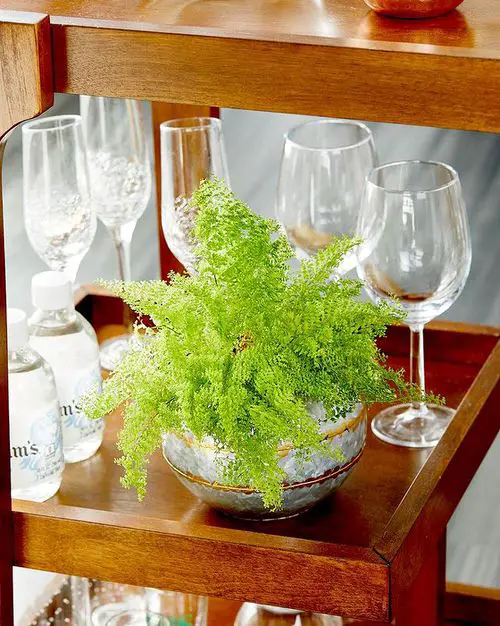 Indoor Fern Display Pictures 19