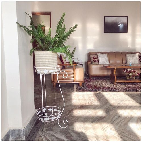Beautiful Indoor Fern Display Pictures for Every Home 6