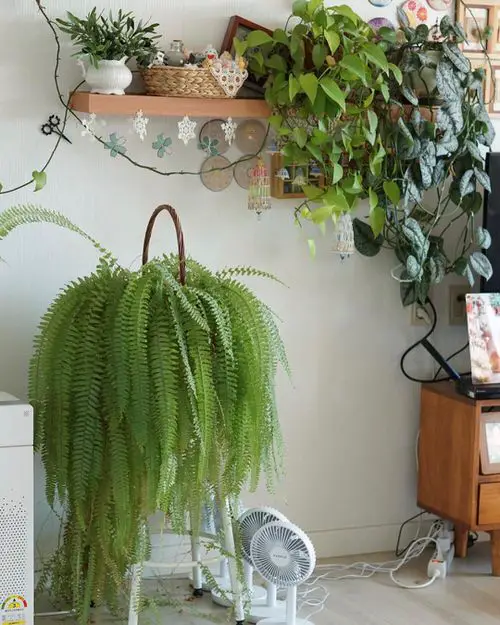 Indoor Fern Display Pictures 7