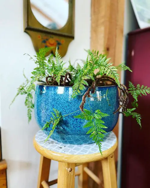Beautiful Indoor Fern Display Pictures for Every Home 8