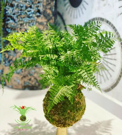 Indoor Fern Display Pictures 9