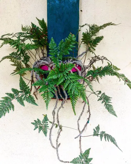 Beautiful Indoor Fern Display Pictures for Every Home 10