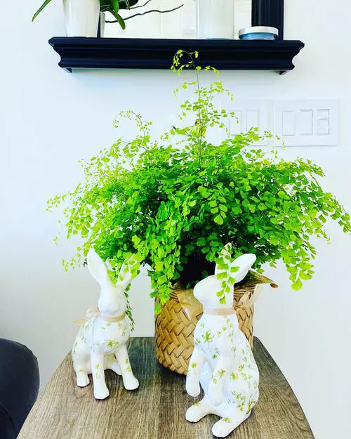 Beautiful Indoor Fern Display Pictures for Every Home 12