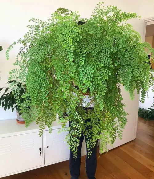 Beautiful Indoor Fern Display Pictures for Every Home 14