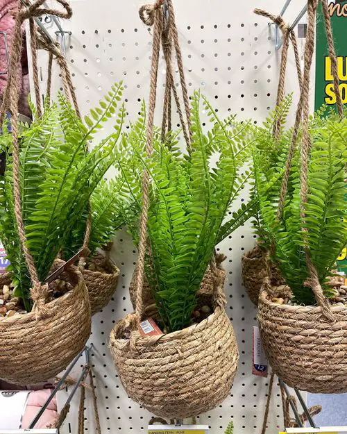 Beautiful Indoor Fern Display Pictures for Every Home 33