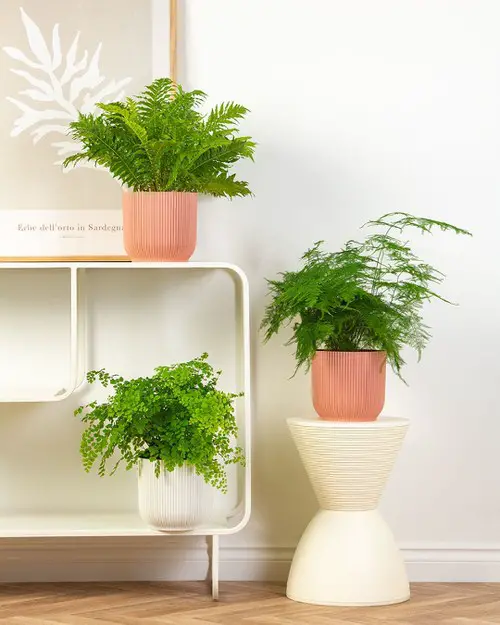 Indoor Fern Display Pictures 32