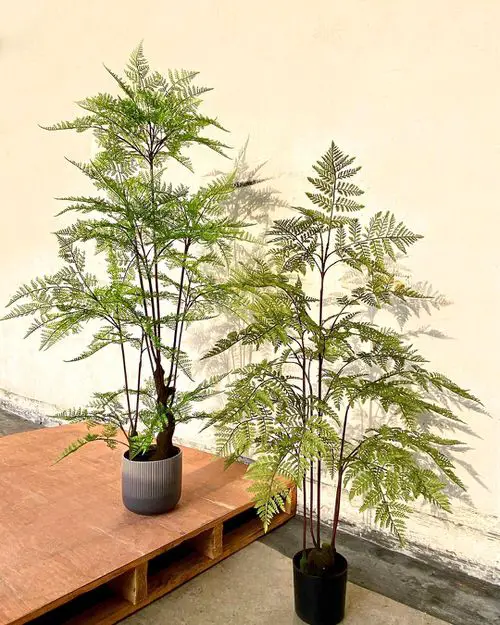 Indoor Fern Display Pictures 29