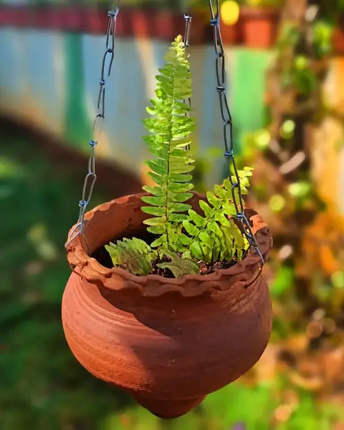 Indoor Fern Display Pictures 30