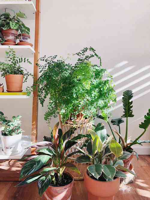 Indoor Fern Display Pictures 34