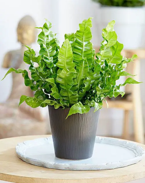 indoor Plants That Are Against to Eggshells
