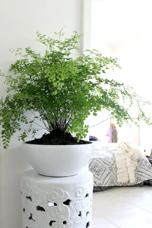 Beautiful Indoor Fern Display Pictures for Every Home 35