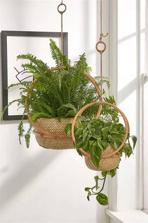 Indoor Fern Display Pictures 36