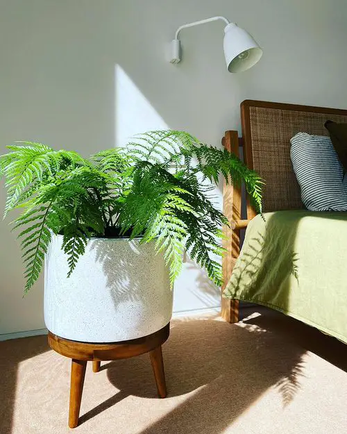 Indoor Fern Display Pictures 15