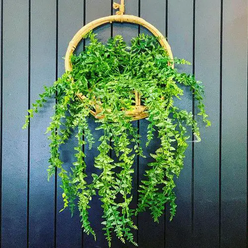 Beautiful Indoor Fern Display Pictures for Every Home 16