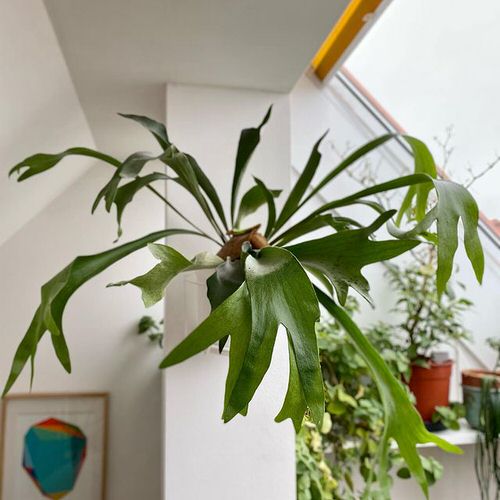 Indoor Fern Display Pictures 17