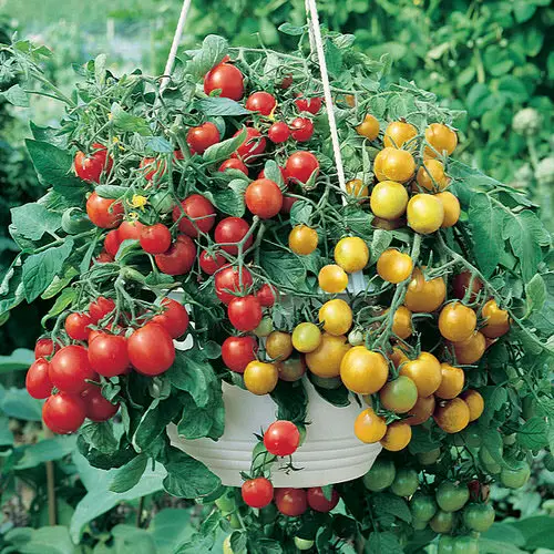 Hanging Basket Ideas for Garden 12