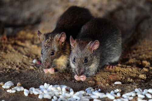 Eliminating Rats from Your Home 24