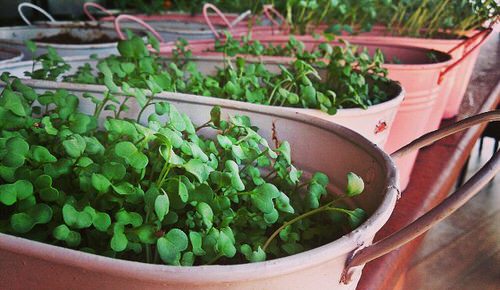 Tasty Asian Greens for Containers 8