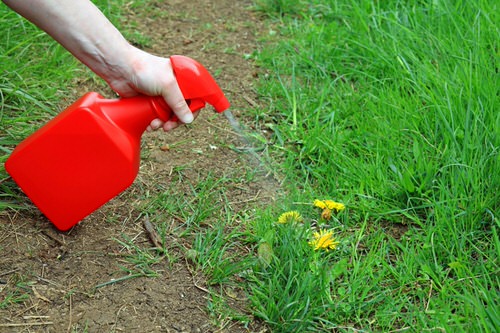 Soap as weed killer